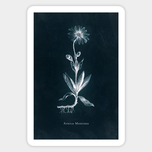 Cyanotype - Arnica Montana Sticker by PixelHunter